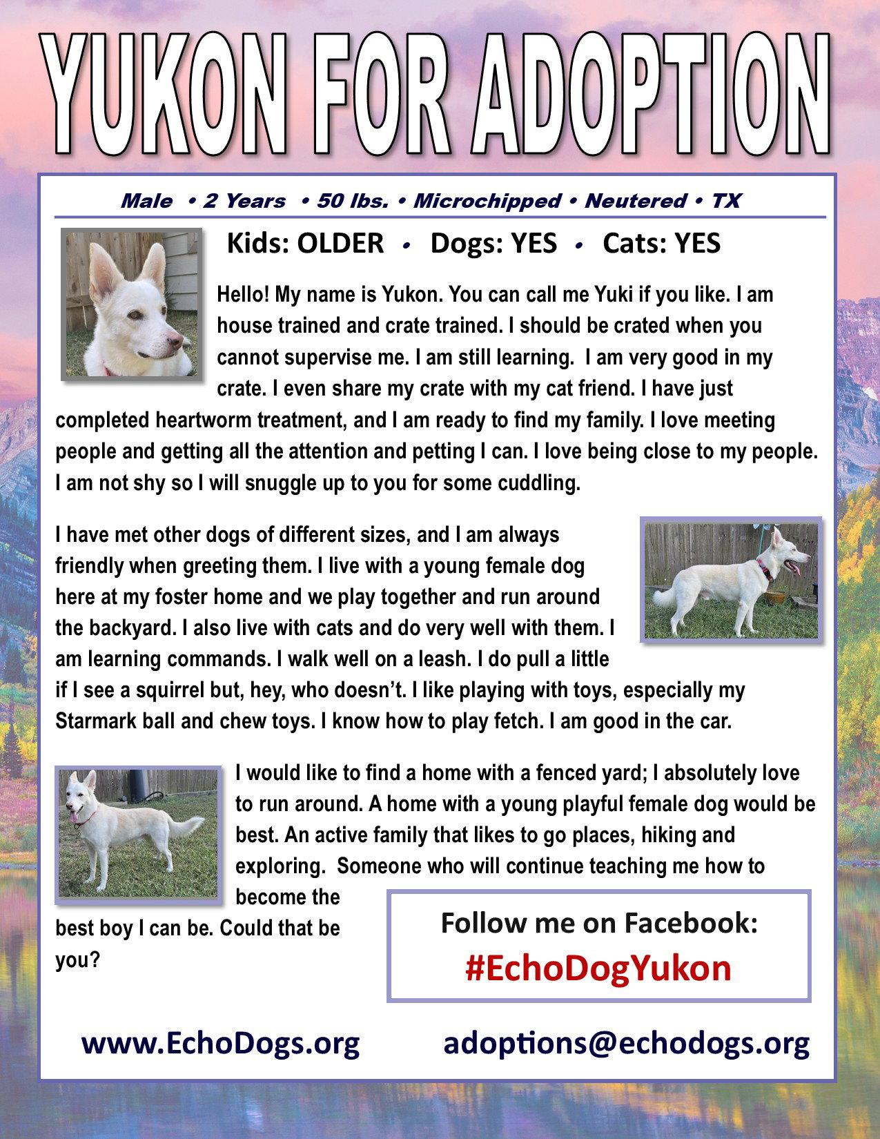 Enlarge Yukon, a Adoptable White German Shepherd in Londonderry, NH image 3/3