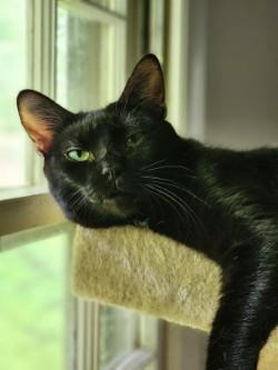 Enlarge Scarlett, a ADOPTABLE Domestic Short Hair in Johnson City, TN image 1/6