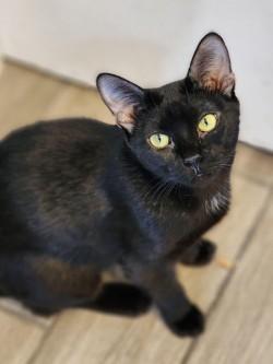 Enlarge Scarlett, a ADOPTABLE Domestic Short Hair in Johnson City, TN image 2/6