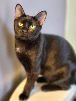 Enlarge Scarlett, a ADOPTABLE Domestic Short Hair in Johnson City, TN image 3/6