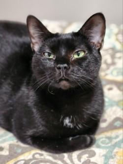 Enlarge Scarlett, a ADOPTABLE Domestic Short Hair in Johnson City, TN image 4/6