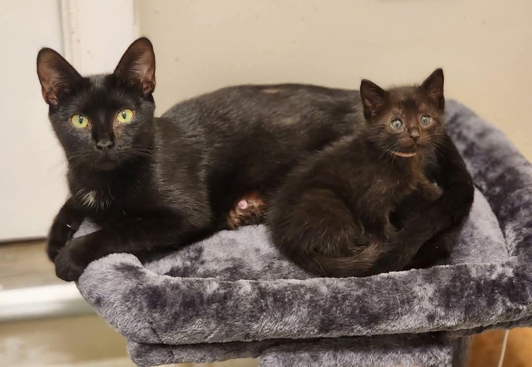 Enlarge Scarlett, a ADOPTABLE Domestic Short Hair in Johnson City, TN image 5/6