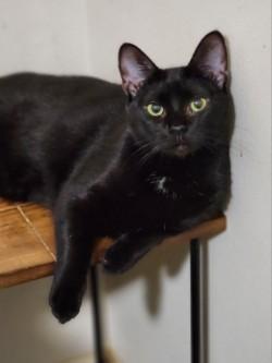 Enlarge Scarlett, a ADOPTABLE Domestic Short Hair in Johnson City, TN image 6/6