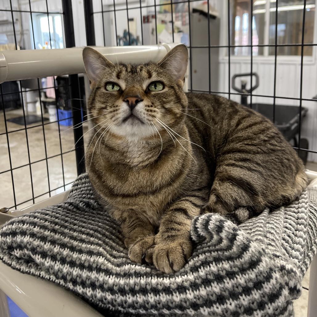 Potsticker, Adoptable, Senior Female Domestic Short Hair.