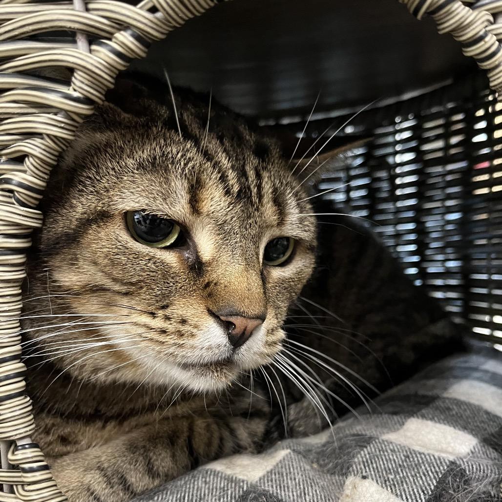 Enlarge Potsticker, a Adoptable Domestic Short Hair in Spanish Fork, UT image 3/4