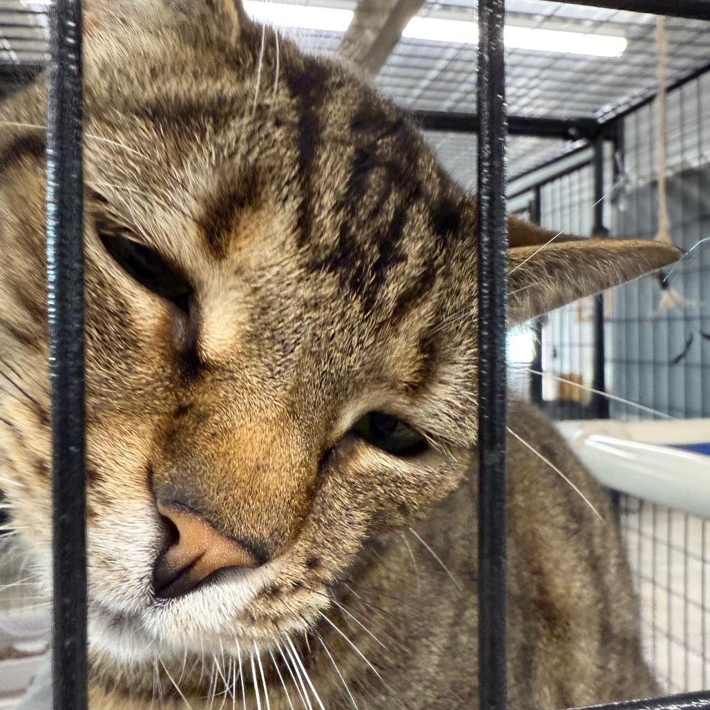 Enlarge Potsticker, a Adoptable Domestic Short Hair in Spanish Fork, UT image 4/4