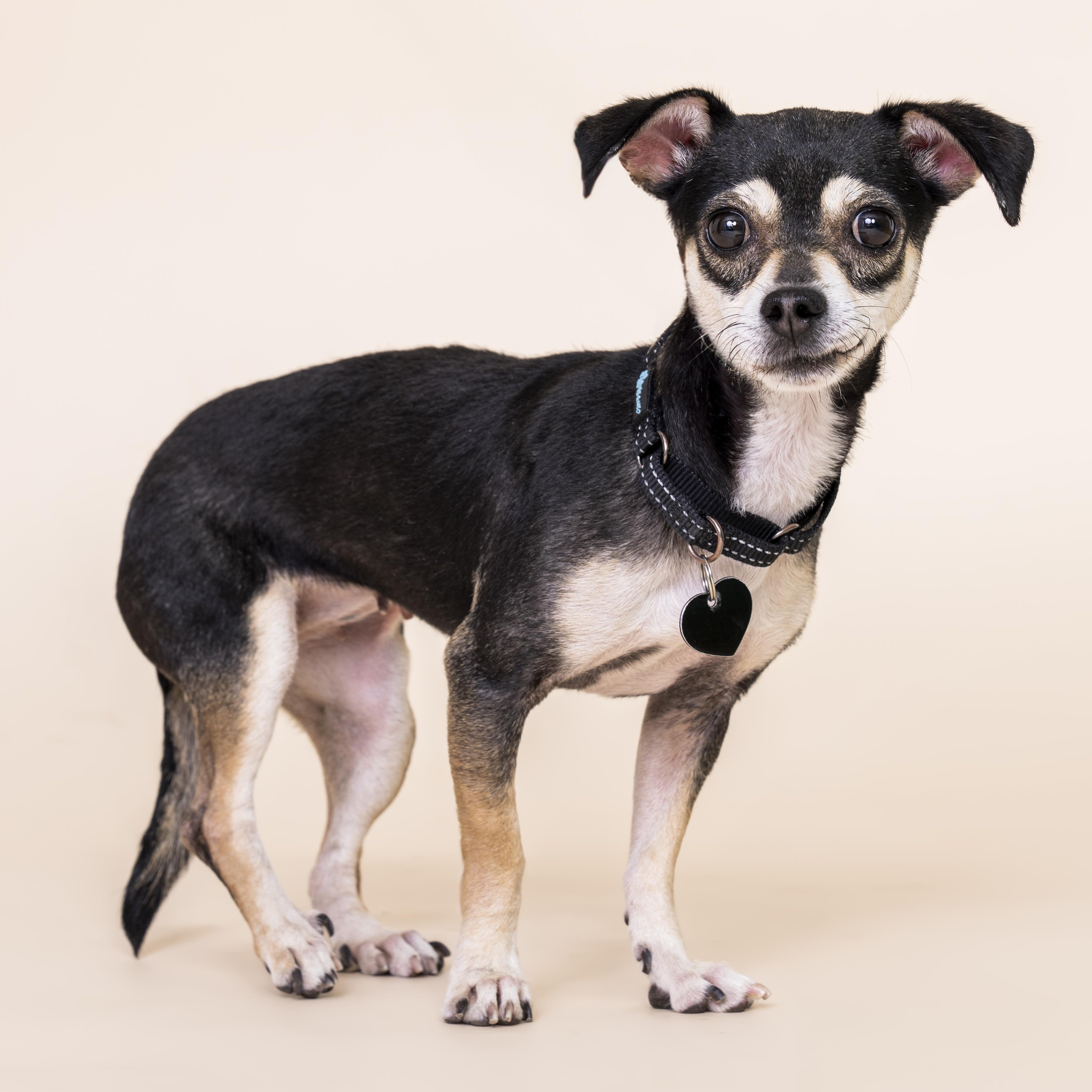 Vienna, Adoptable, Adult Female Chihuahua.