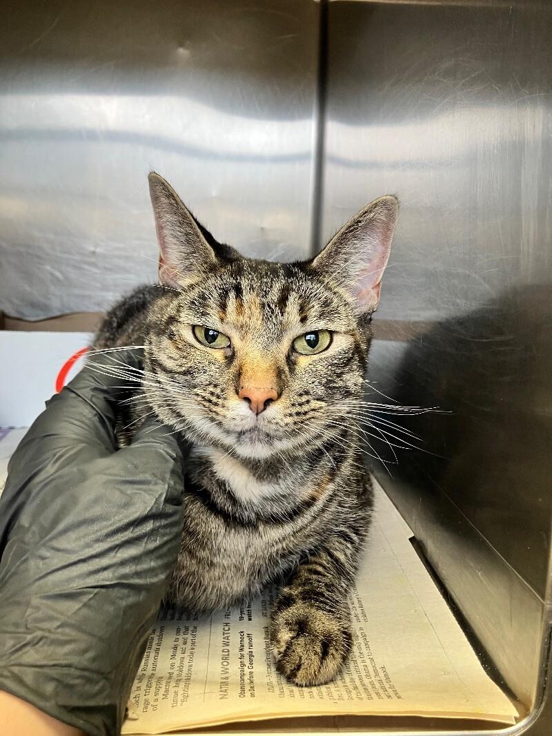 Penny, Adoptable, Adult Female Domestic Short Hair.