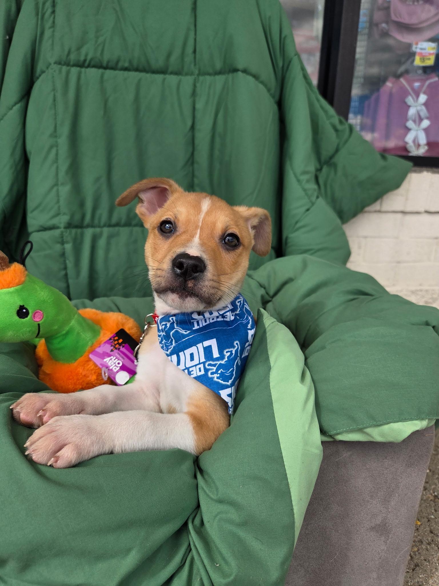 Enlarge Buddy, a Adopted mixed breed in White Lake, MI image 3/6