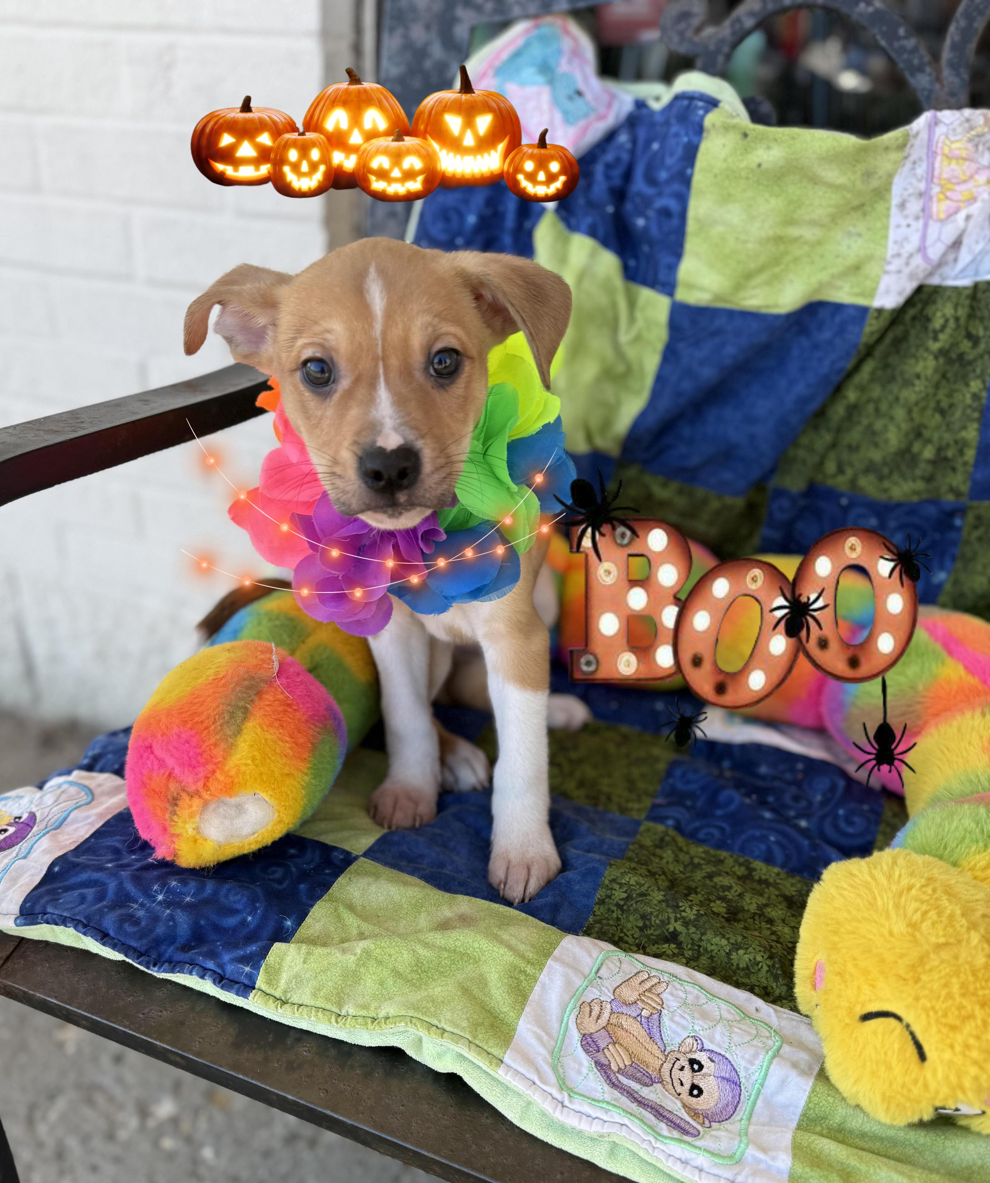 Buddy, Adopted, Puppy Male Boxer & Cattle Dog.