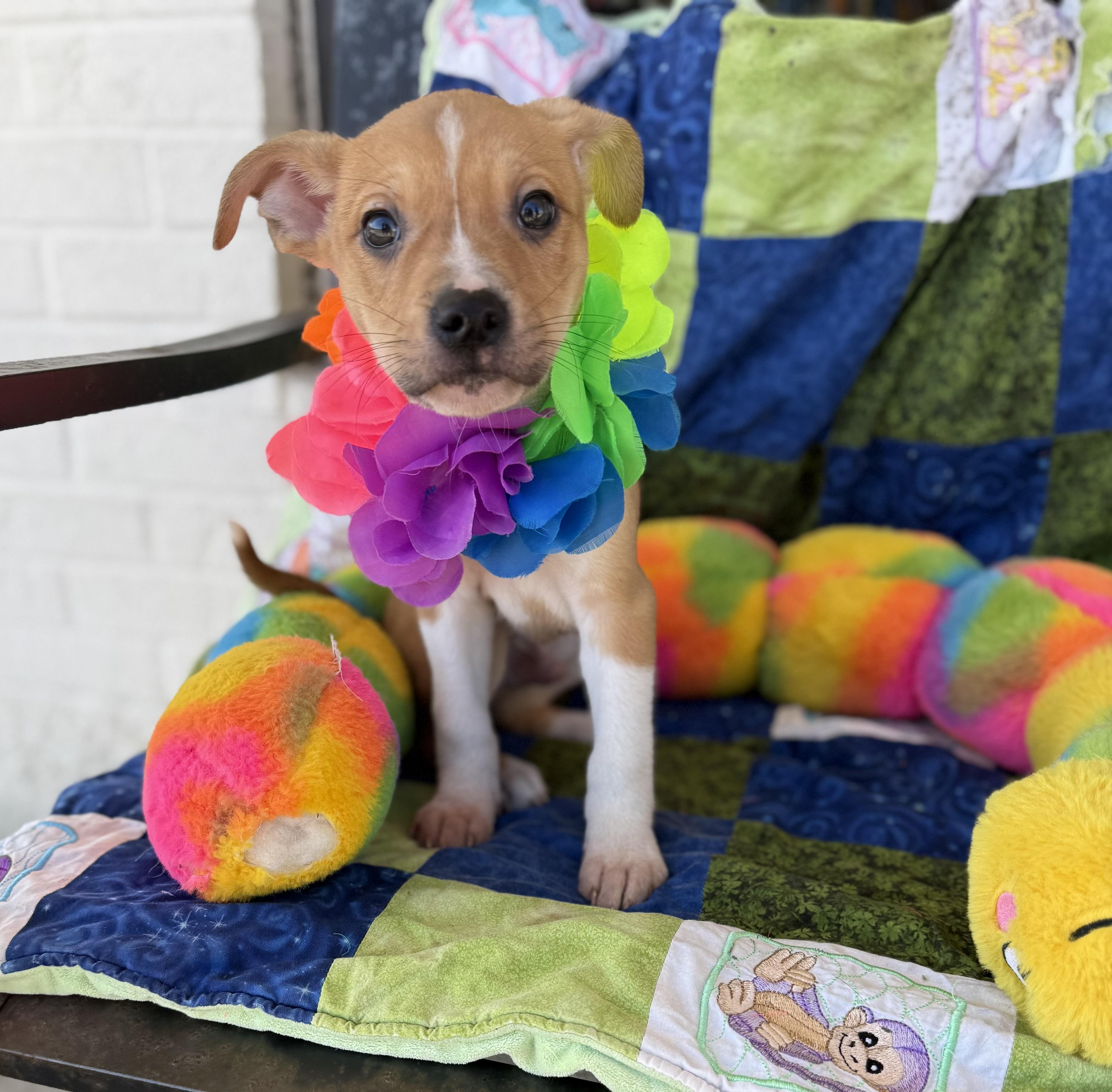 Enlarge Buddy, a Adopted mixed breed in White Lake, MI image 4/6