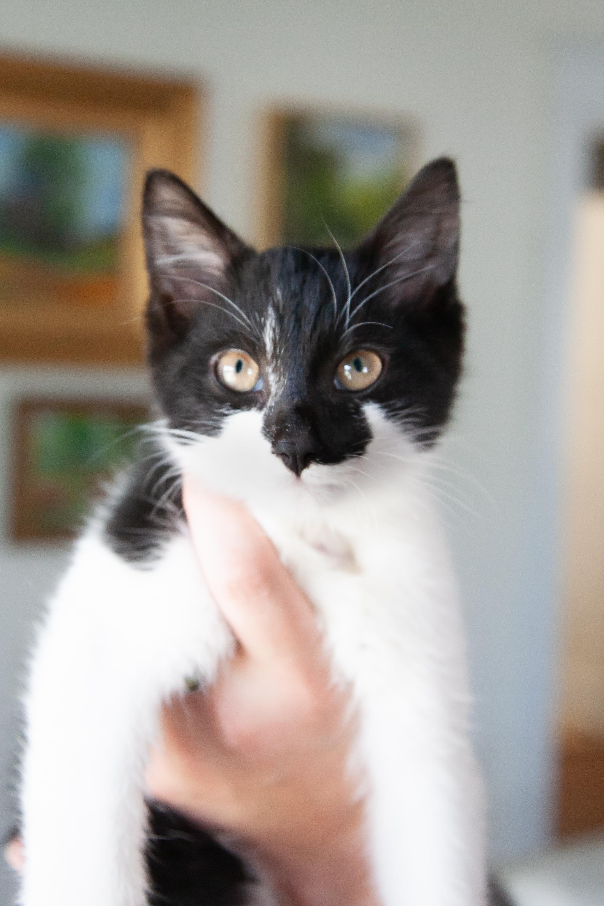 Enlarge Brooks, a Adopted Domestic Short Hair in Franklin, TN image 1/3