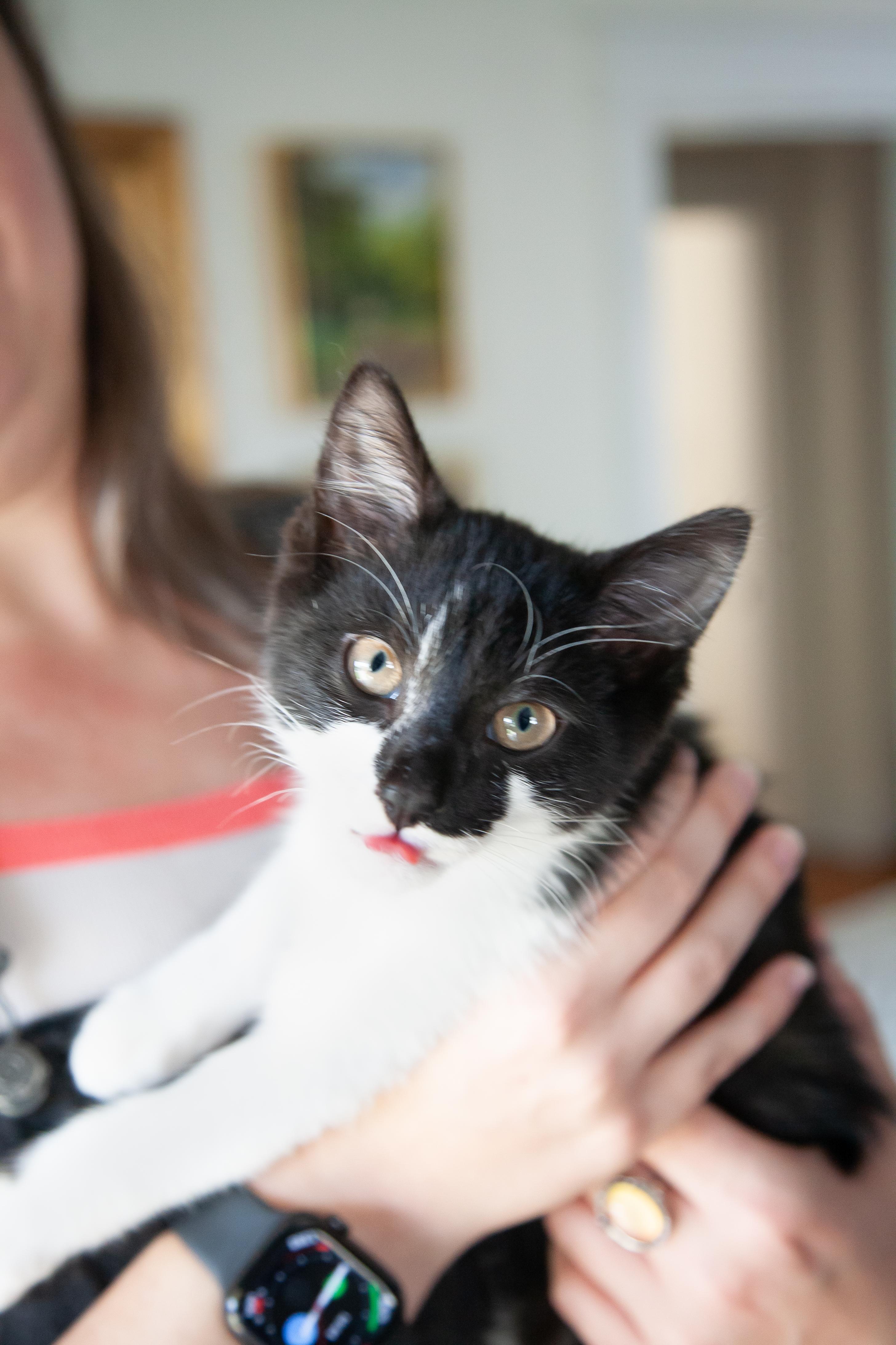 Enlarge Brooks, a Adopted Domestic Short Hair in Franklin, TN image 2/3