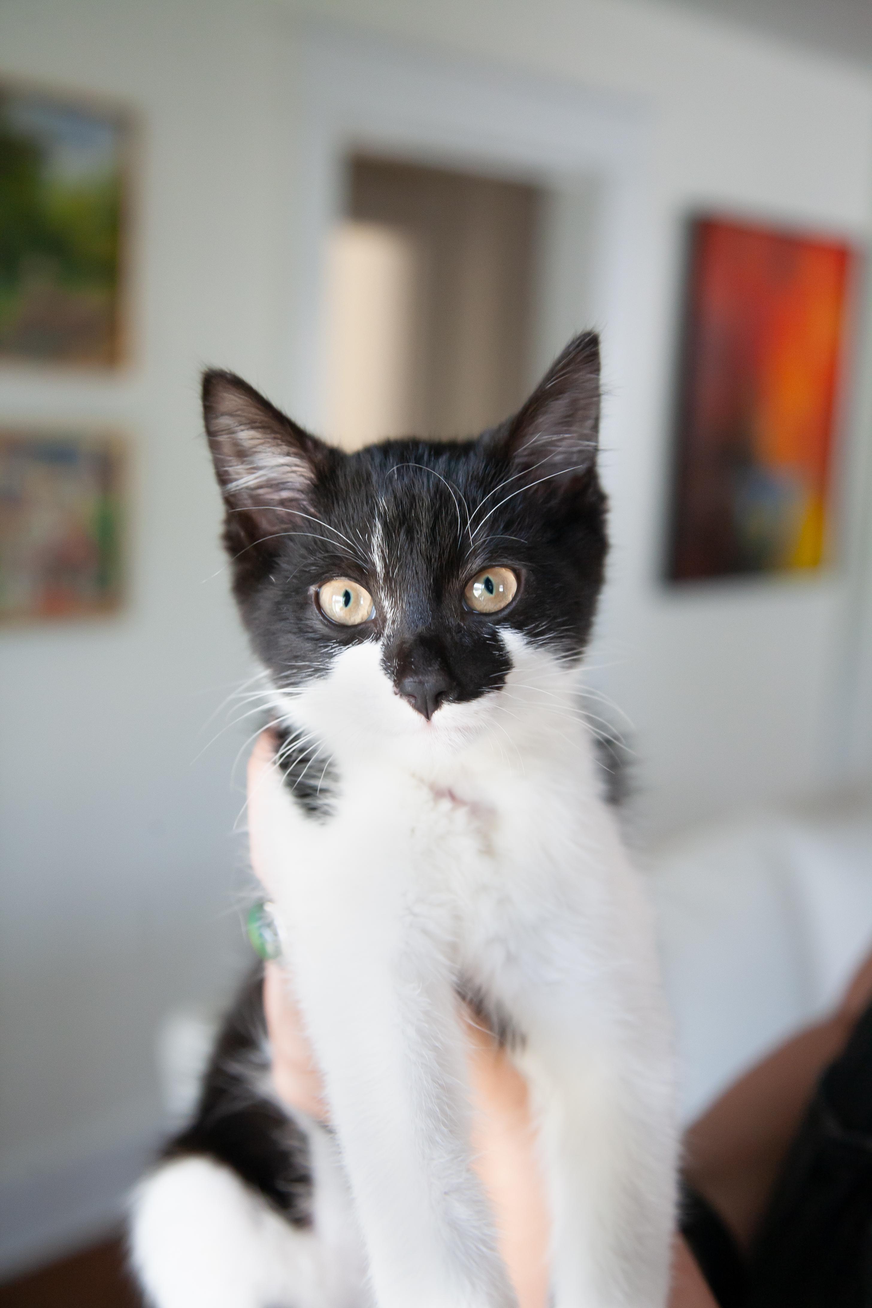 Enlarge Brooks, a Adopted Domestic Short Hair in Franklin, TN image 3/3