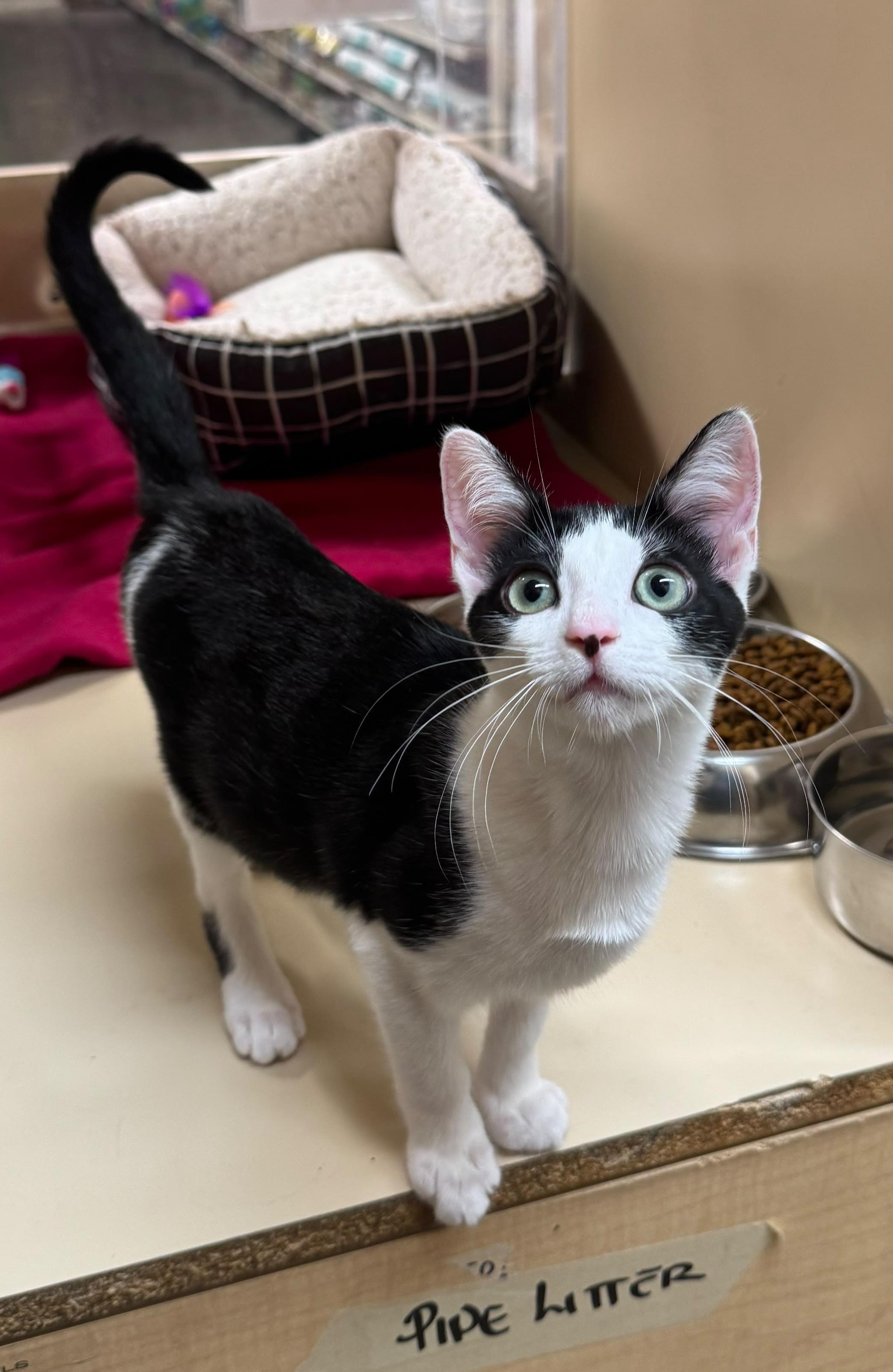 Enlarge Avril - Female Kitten, a Adoptable Domestic Short Hair in Los Altos Hills, CA image 5/5