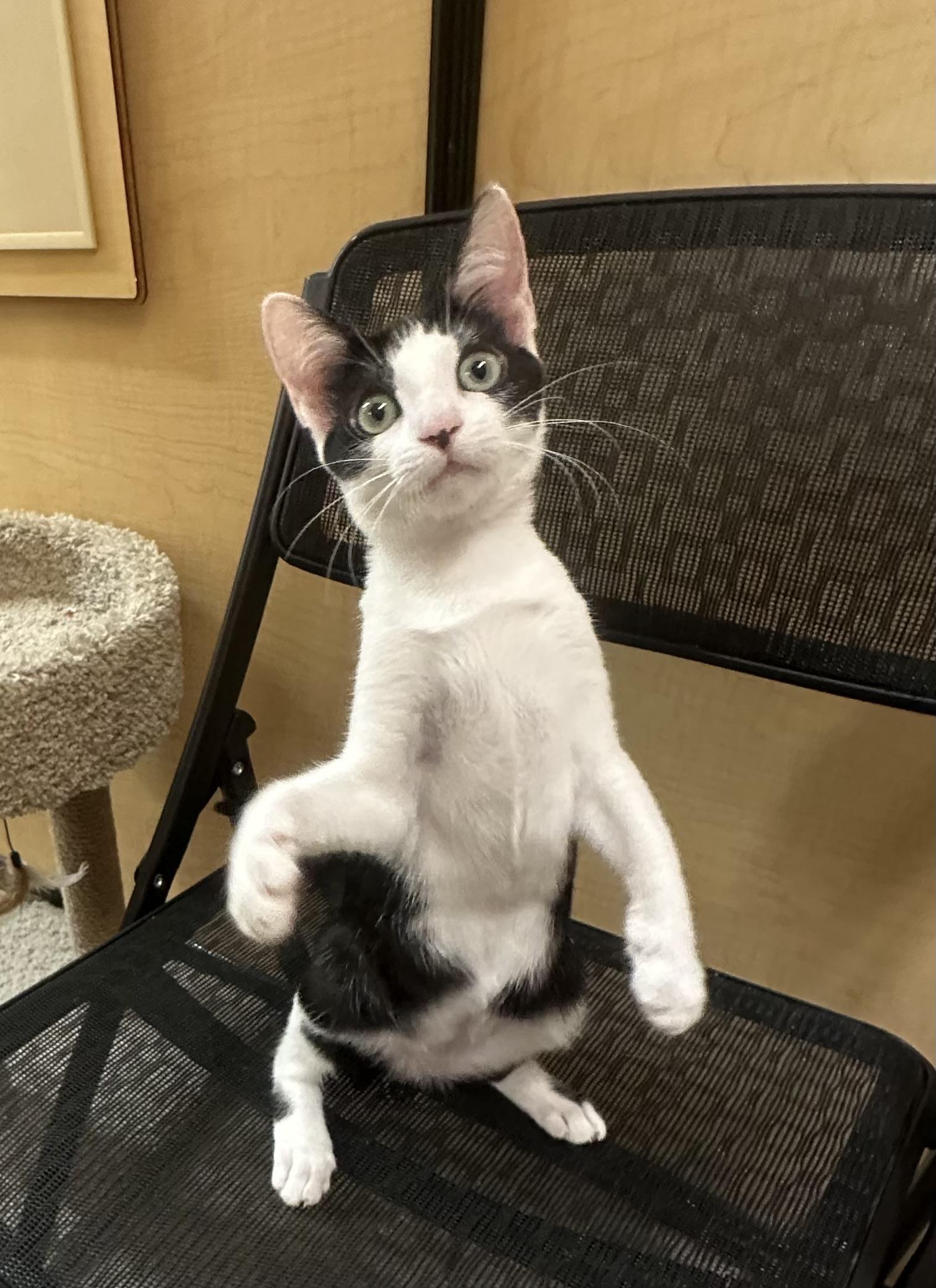 Enlarge Avril - Female Kitten, a Adoptable Domestic Short Hair in Los Altos Hills, CA image 2/5