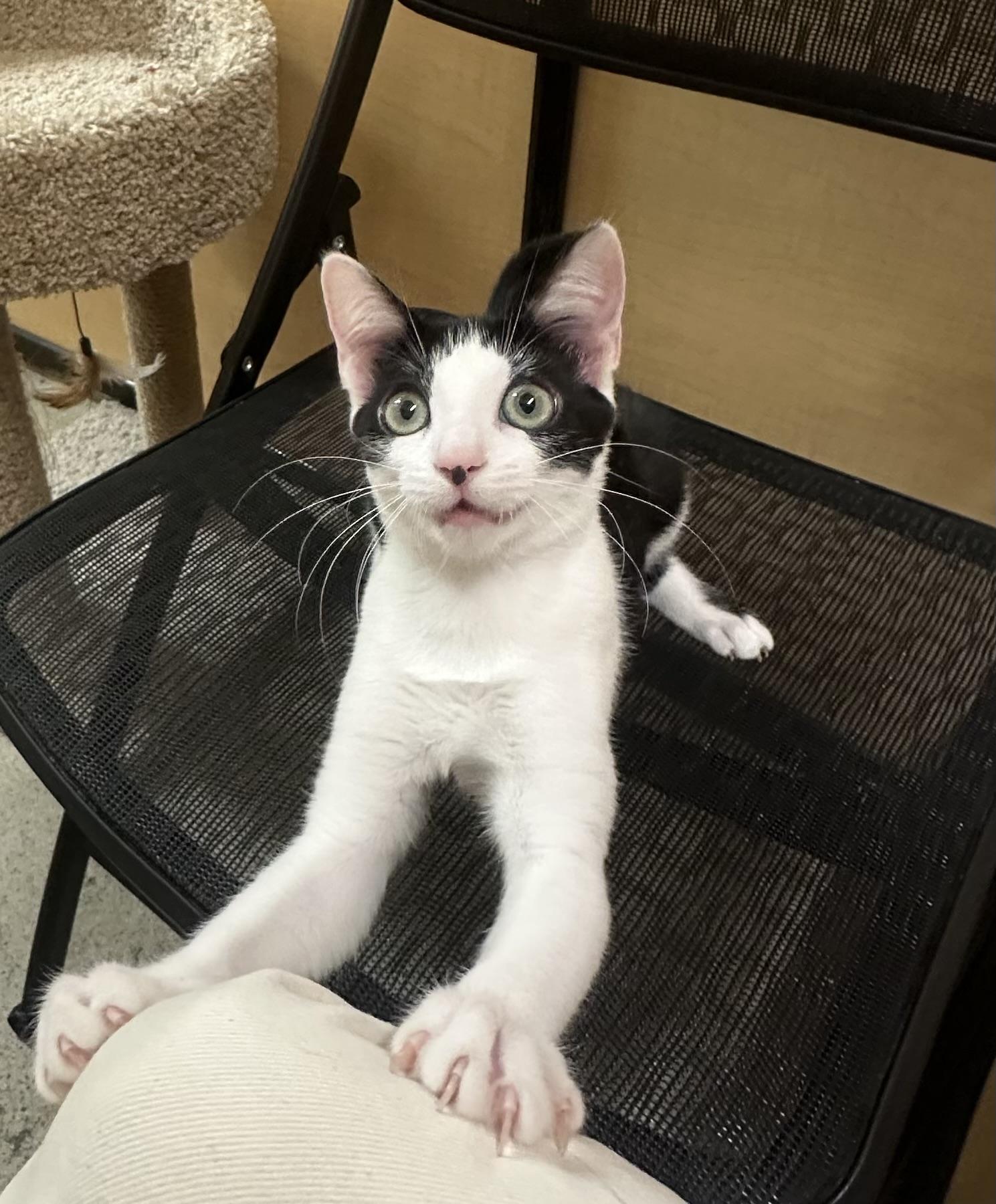 Avril - Female Kitten, Adoptable, Kitten Female Domestic Short Hair.