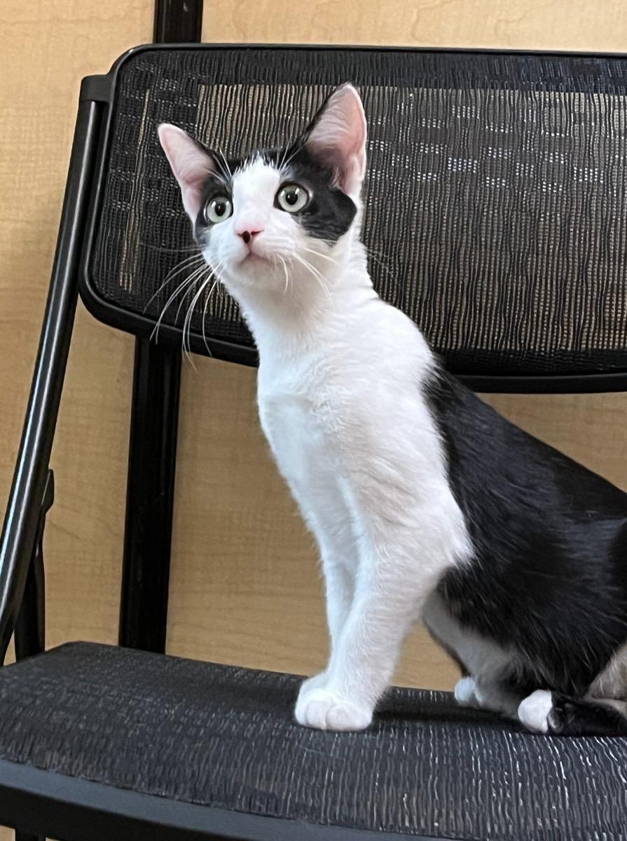 Enlarge Avril - Female Kitten, a Adoptable Domestic Short Hair in Los Altos Hills, CA image 4/5
