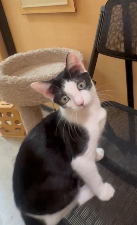 Enlarge Avril - Female Kitten, a Adoptable Domestic Short Hair in Los Altos Hills, CA video 3/5