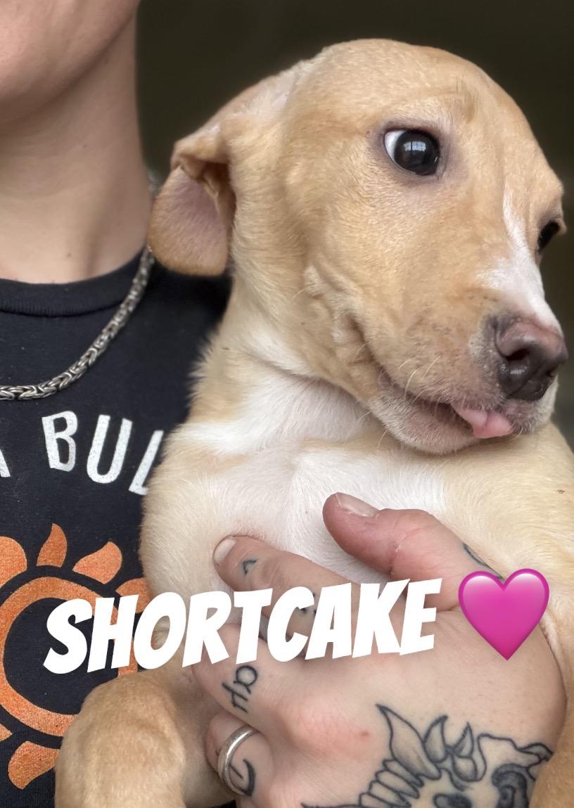 Shortcake, Adoptable, Young Female Pit Bull Terrier & Dachshund.