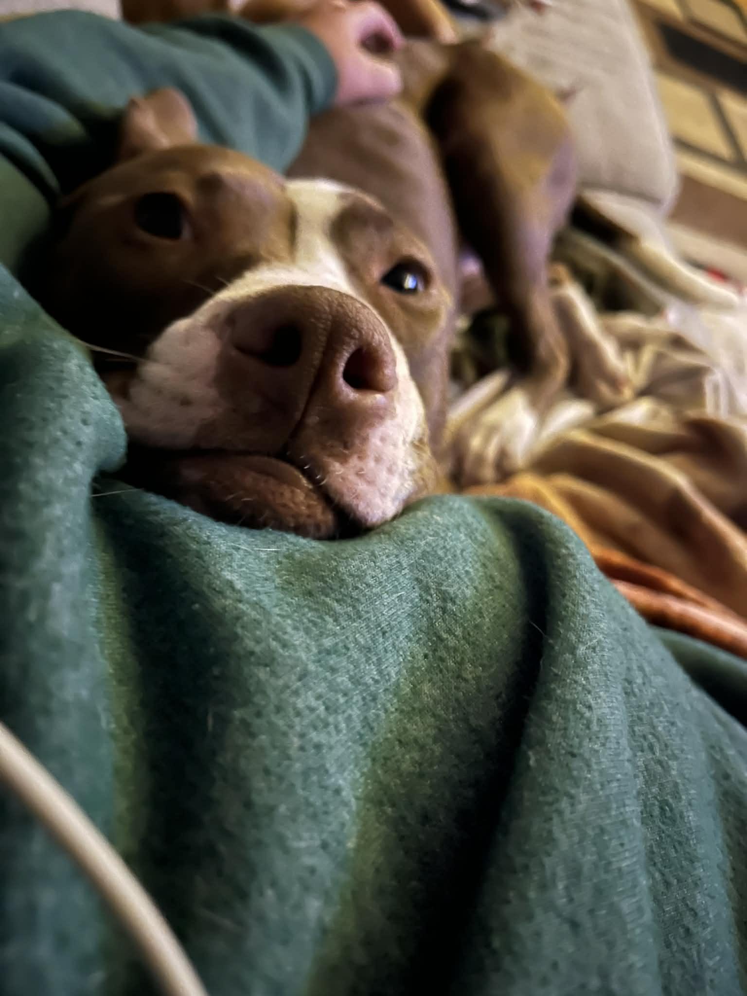 Hadley, ADOPTABLE, Young Female American Staffordshire Terrier.