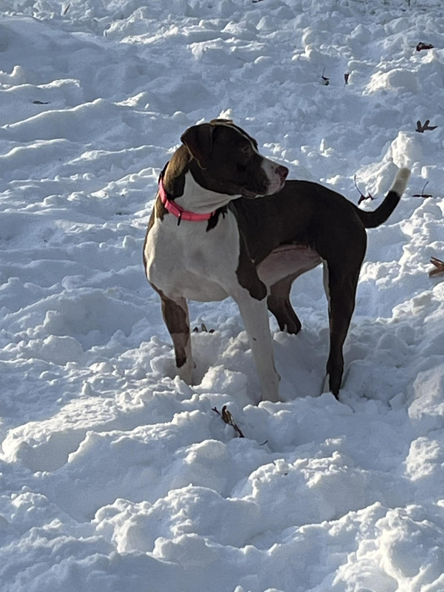 Hadley, a ADOPTABLE American Staffordshire Terrier in White Cloud, MI image 2/6