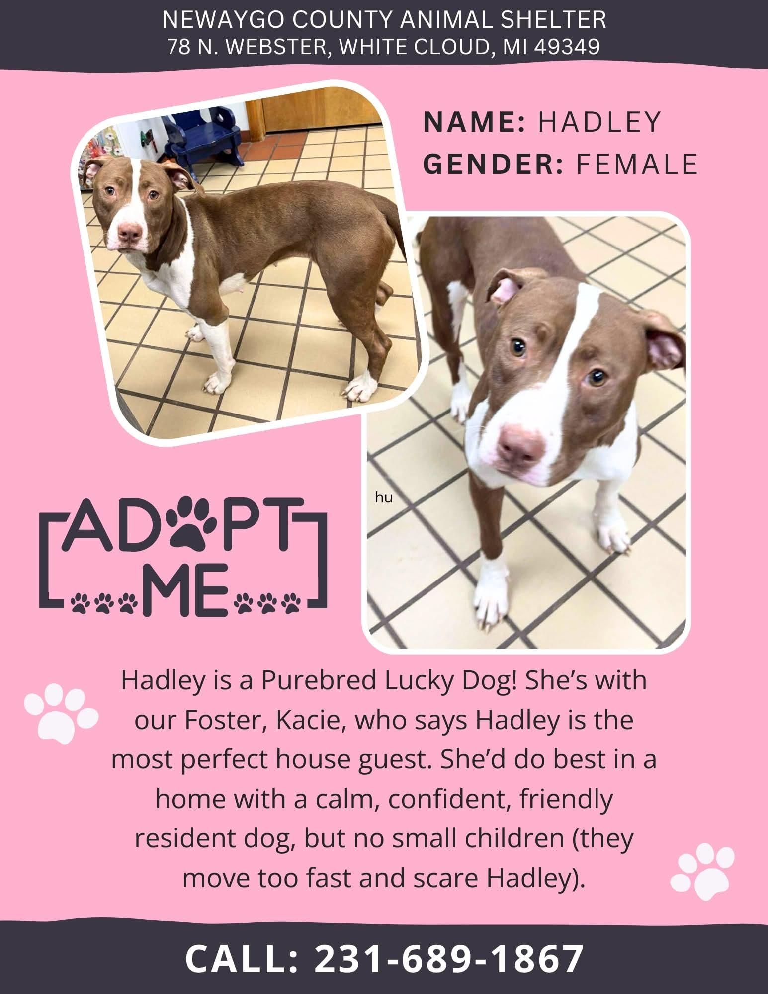 Hadley, a ADOPTABLE American Staffordshire Terrier in White Cloud, MI image 5/6