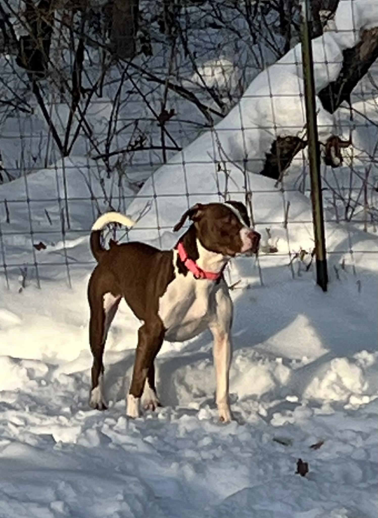 Hadley, a ADOPTABLE American Staffordshire Terrier in White Cloud, MI image 6/6