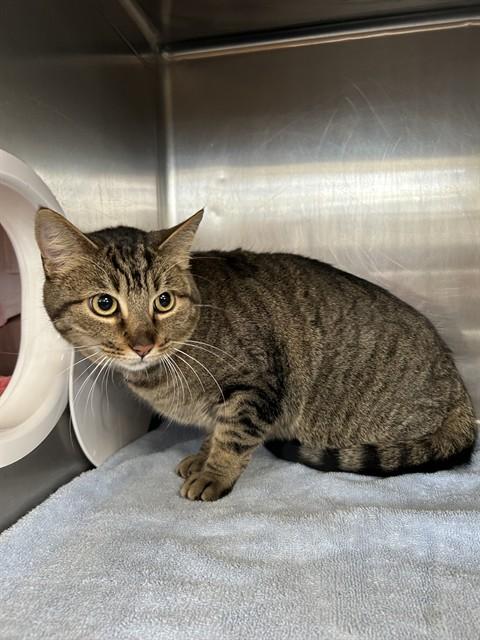 SPRINGROLL, Adoptable, Young Male Domestic Short Hair.