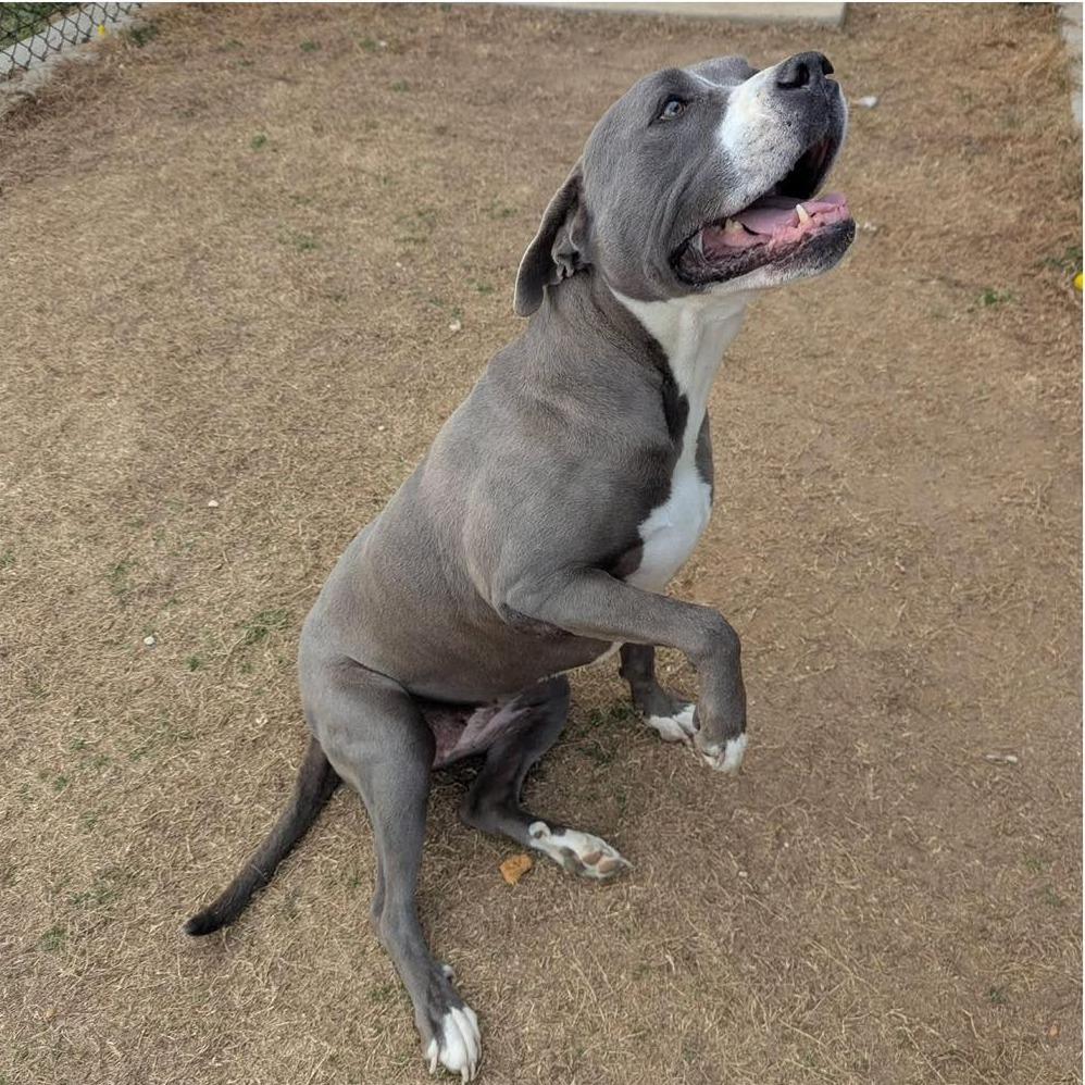 BELLA 2.0 Available NOW - ADOPTION or RESCUE!, Adoptable, Senior Female Mixed Breed.