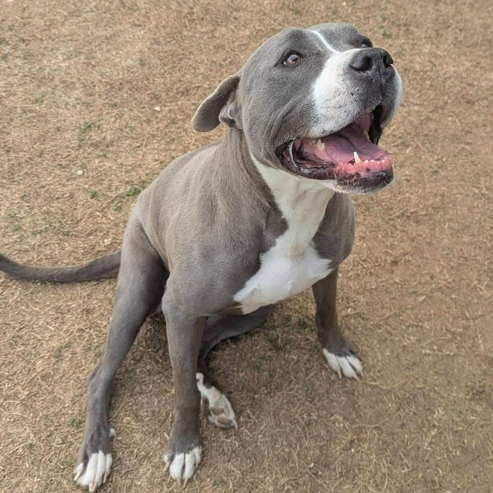 BELLA 2.0 Available NOW - ADOPTION or RESCUE!, a Adoptable Mixed Breed in Nashville, NC image 2/2