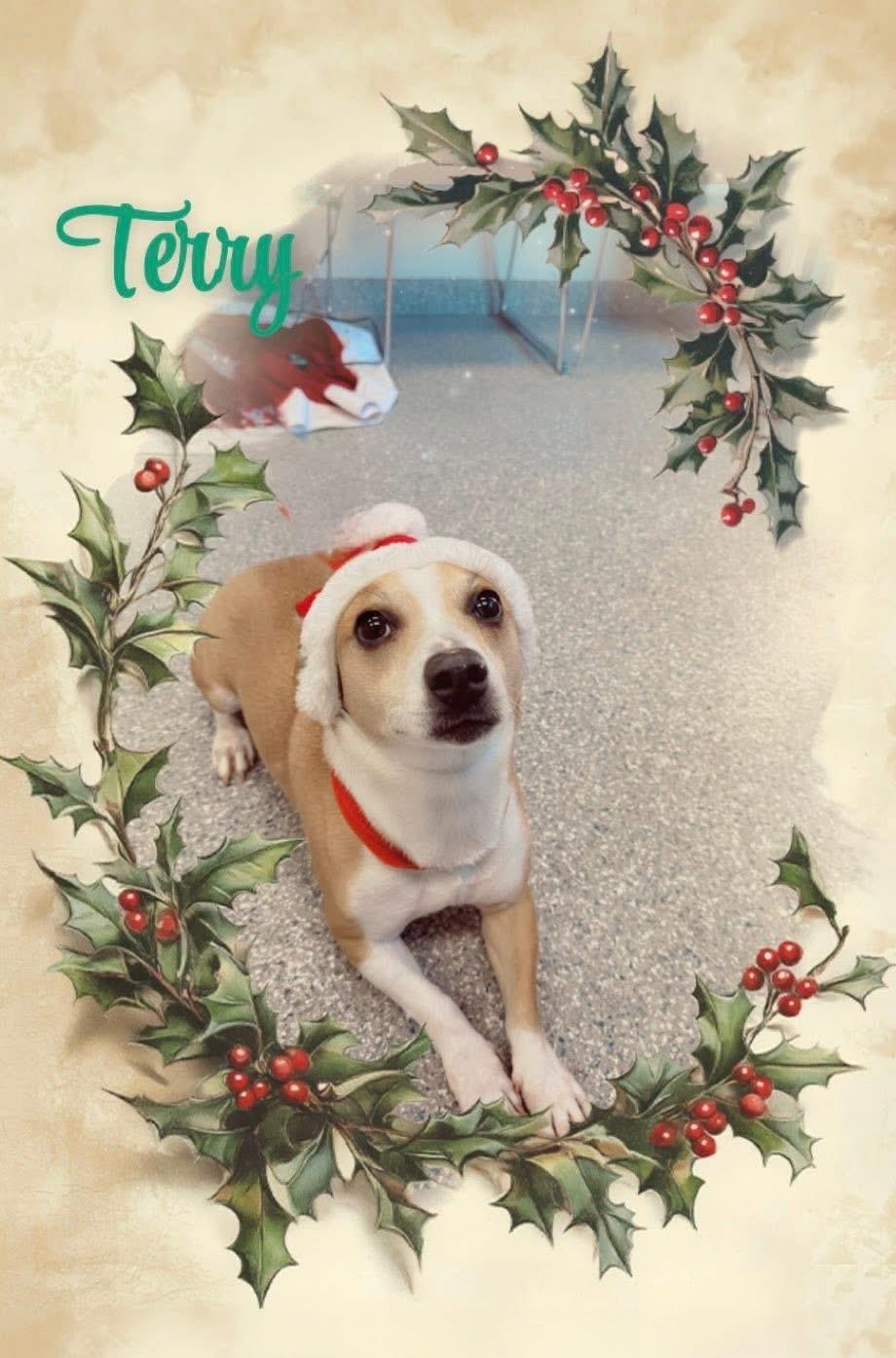 Terry, adopted, Adult Male Jack Russell Terrier.