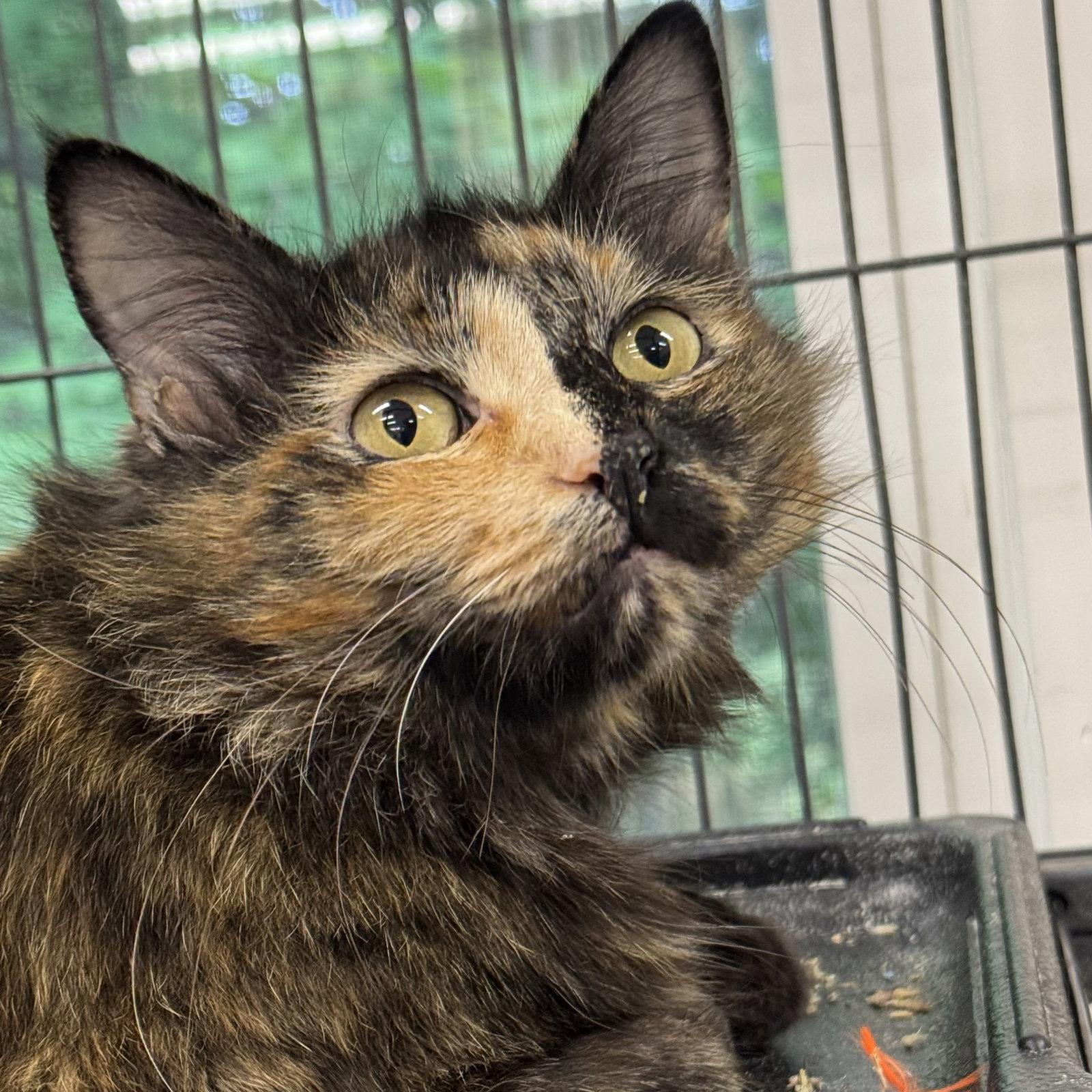 Honeybell, Adoptable, Adult Female Domestic Medium Hair.