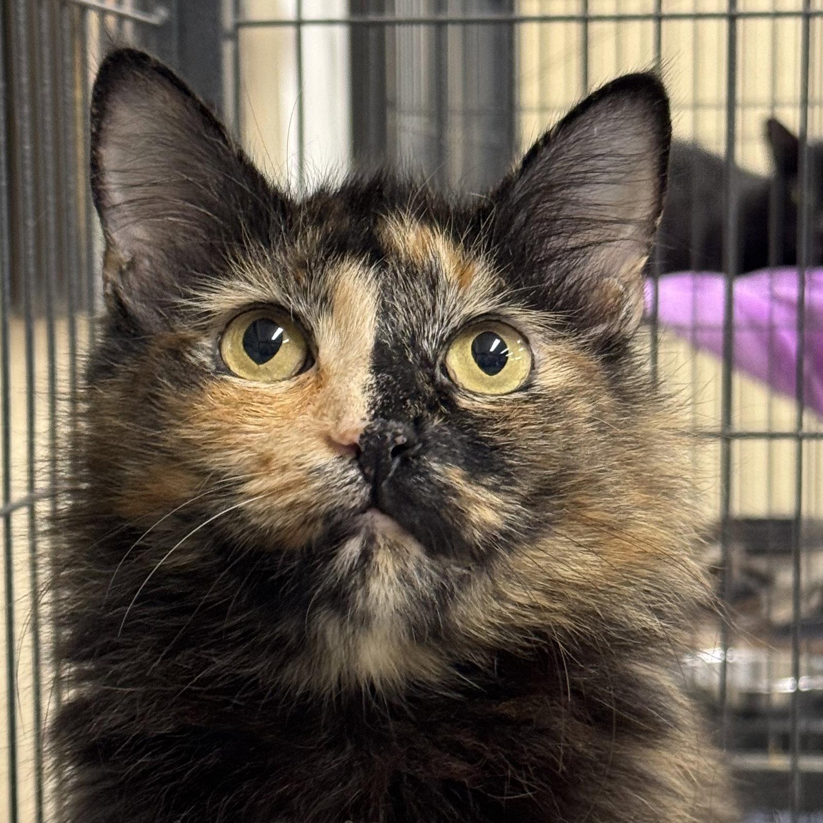 Enlarge Honeybell, a Adoptable Domestic Medium Hair in Winchendon, MA image 2/2
