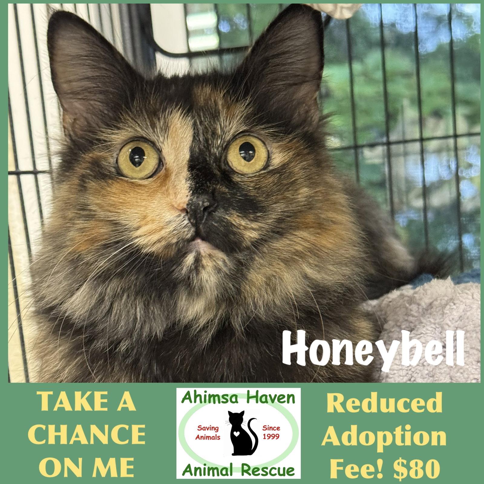 Enlarge Honeybell, a Adoptable Domestic Medium Hair in Winchendon, MA image 3/3