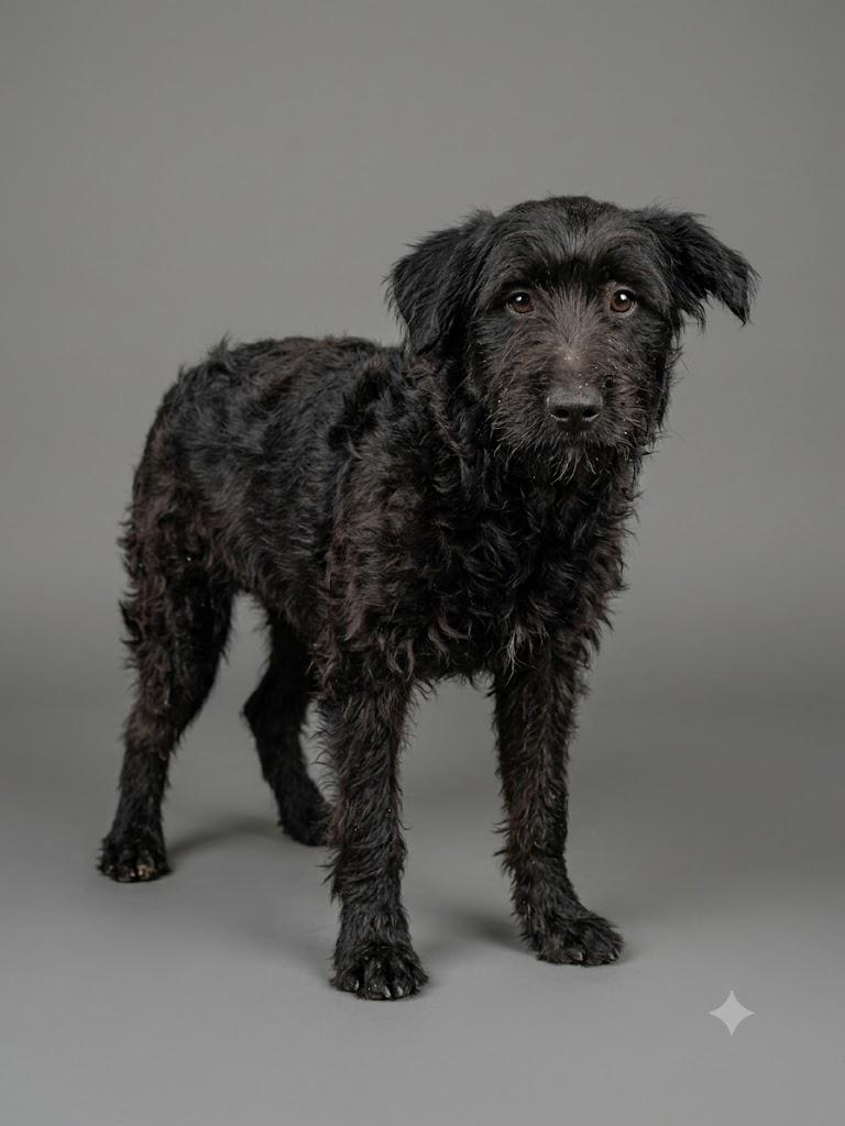 Enlarge Ted, an adopted mixed breed in Wooster, OH image 1/1