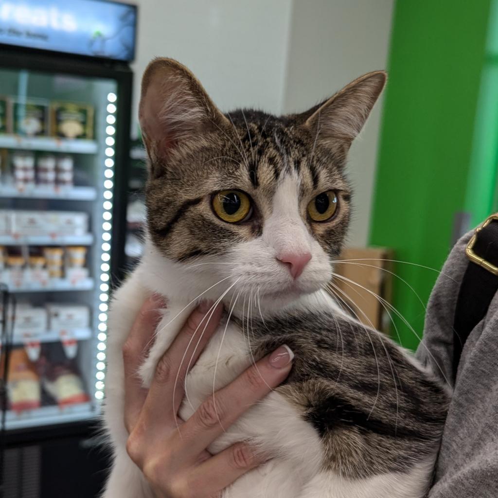 Sam 3, Adoptable, Adult Male Domestic Short Hair.