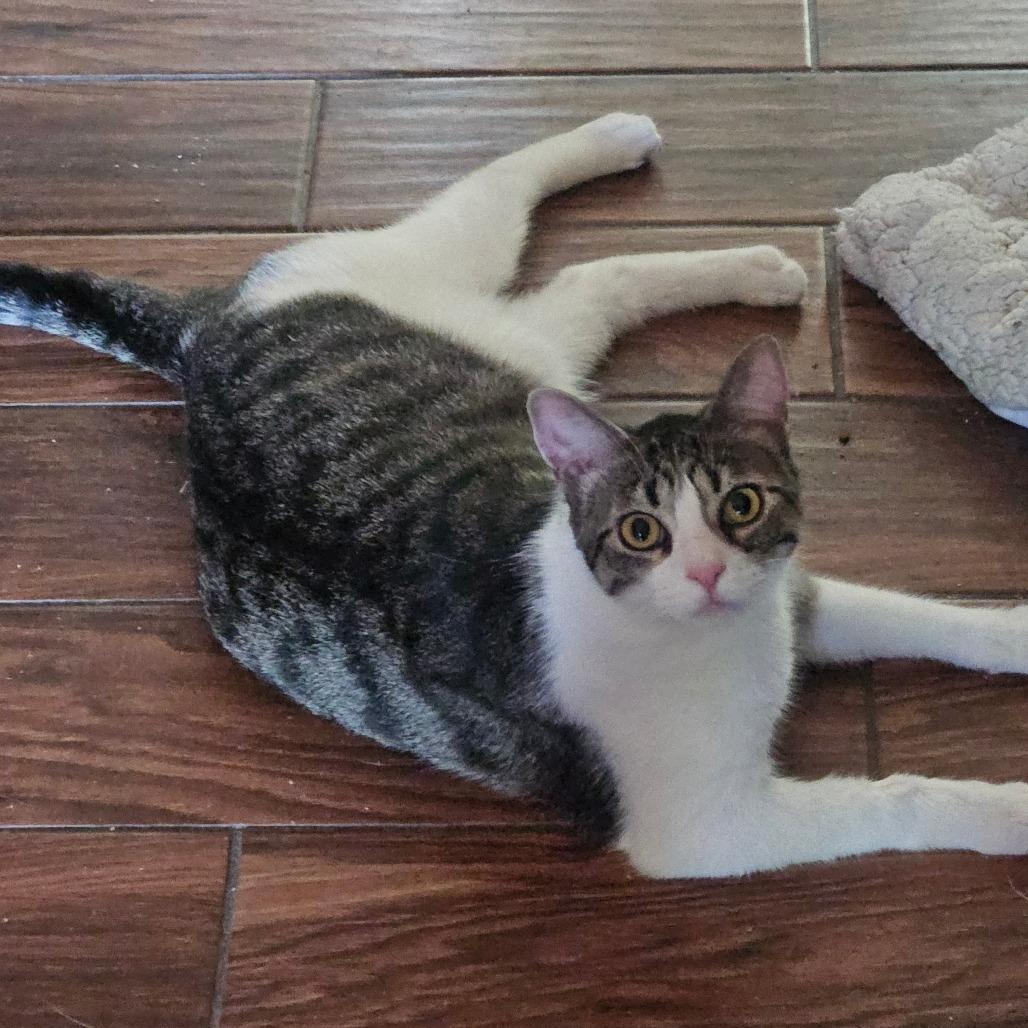 Enlarge Sam 3, a Adoptable Domestic Short Hair in Brooklyn, NY image 2/6