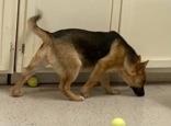 Enlarge Cain, a ADOPTABLE German Shepherd Dog in Glasgow, KY image 2/2