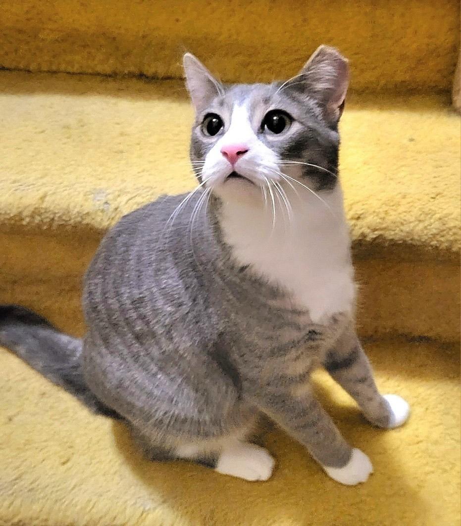 Quiche, Adoptable, Adult Male Domestic Short Hair.