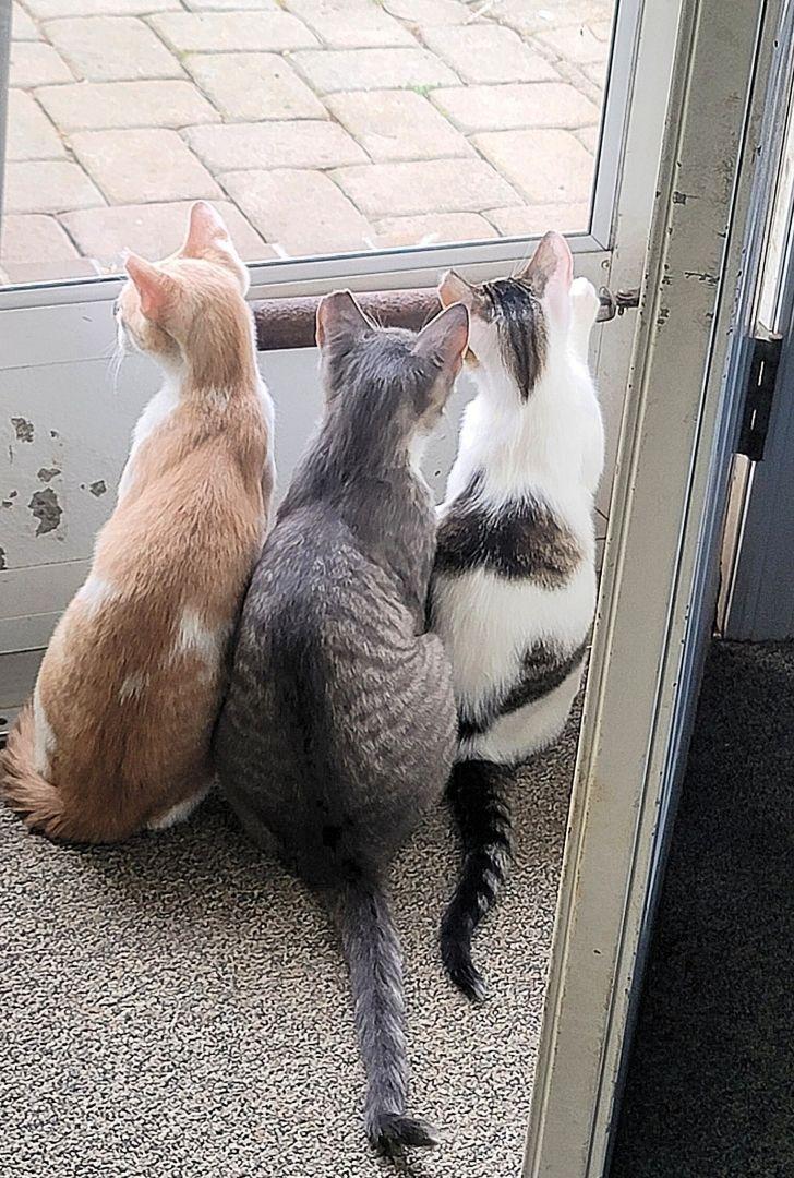 Quiche, Adoptable, Adult Male Domestic Short Hair.