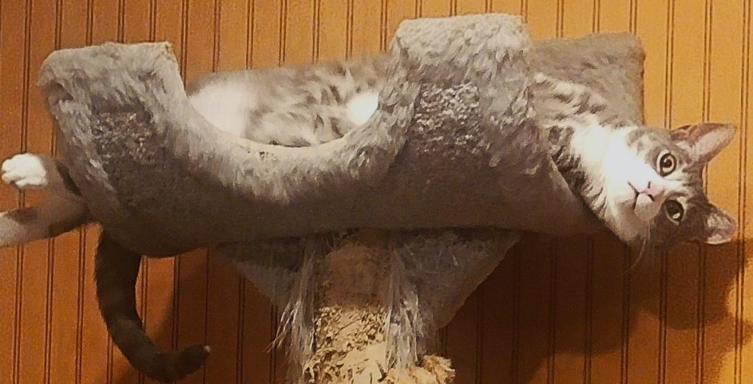 Enlarge Quiche, a Adoptable Domestic Short Hair in Huntington, NY image 2/3