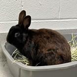Eggs, ADOPTABLE, Adult Male Bunny Rabbit.
