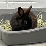 Enlarge Eggs, a ADOPTABLE Bunny Rabbit in Hilliard, OH image 2/2