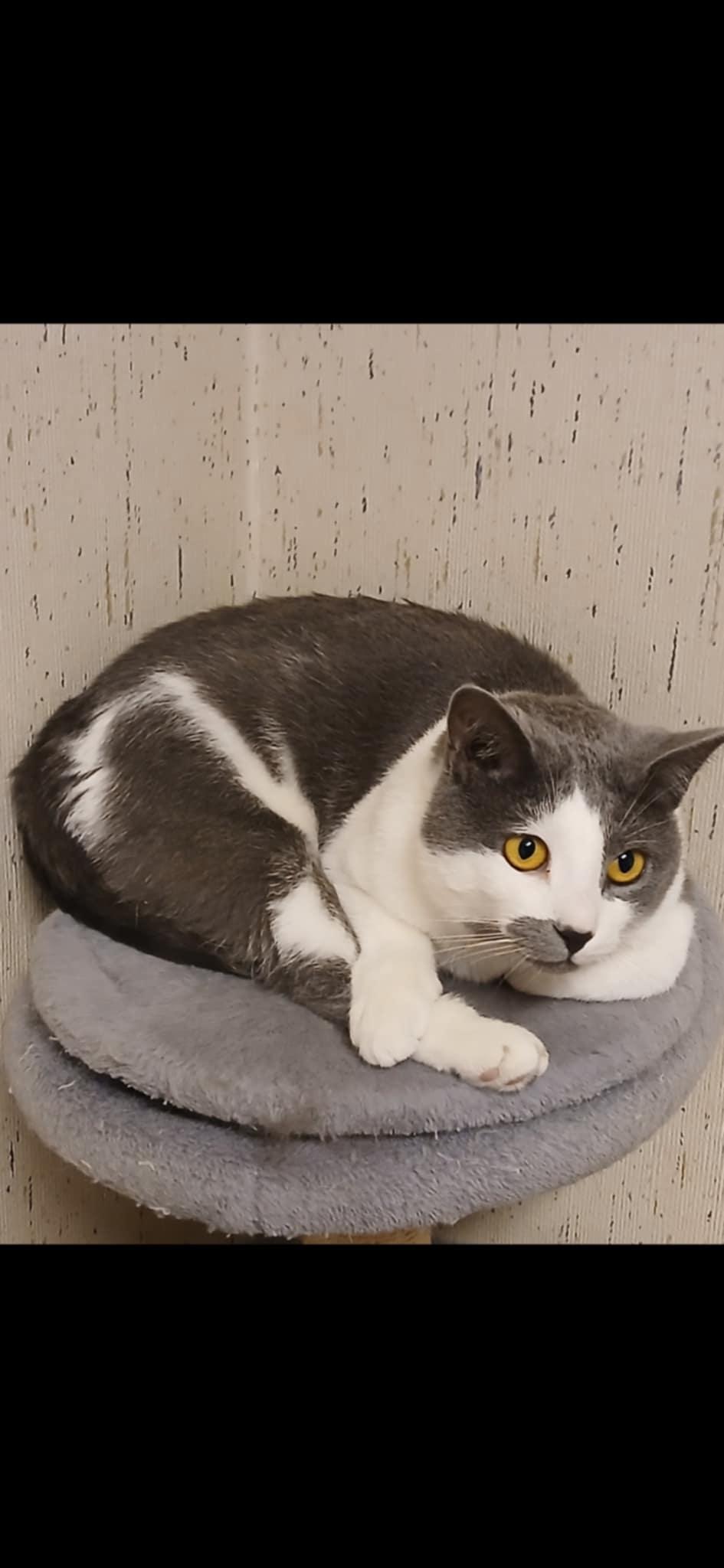 Enlarge Merlin, a ADOPTABLE Domestic Short Hair in Rochester, NY image 4/5