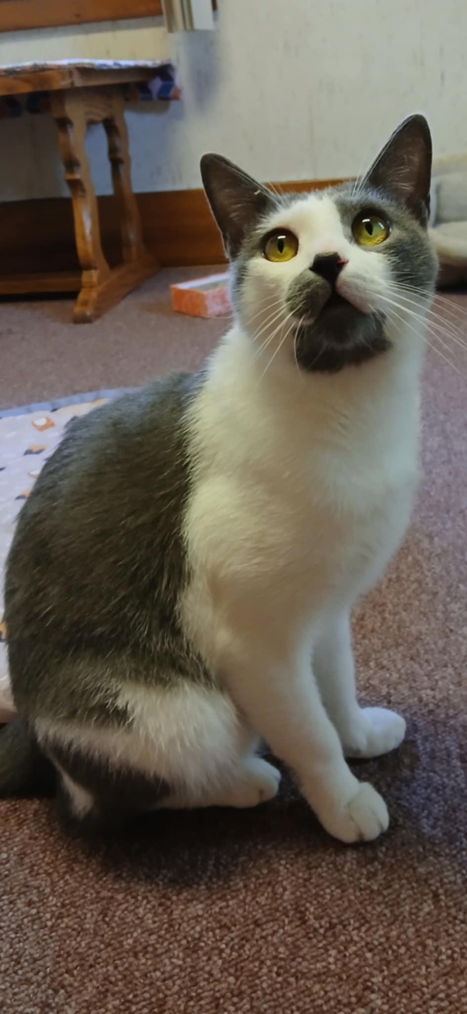 Enlarge Merlin, a ADOPTABLE Domestic Short Hair in Rochester, NY image 5/5