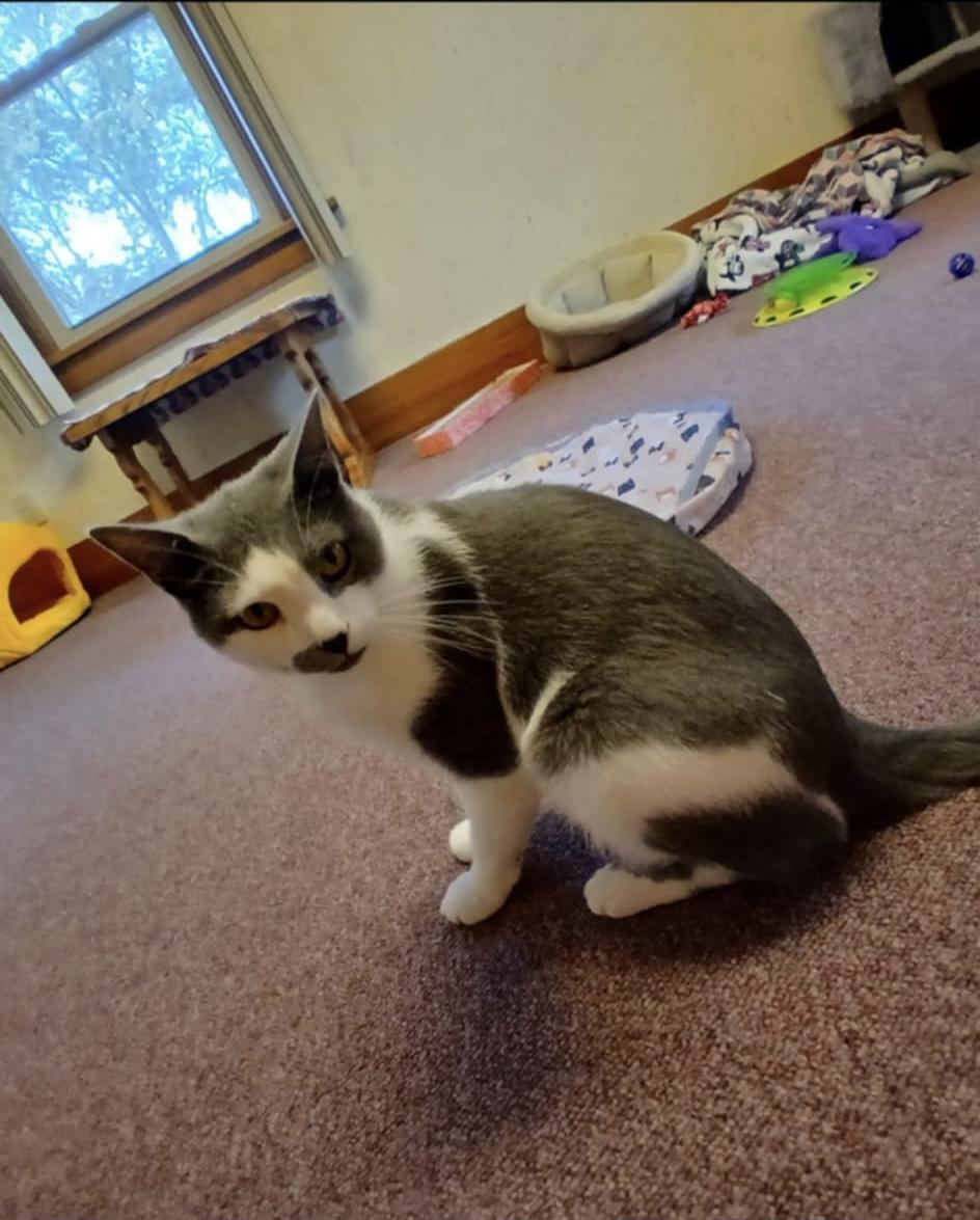 Enlarge Merlin, a ADOPTABLE Domestic Short Hair in Rochester, NY image 3/5