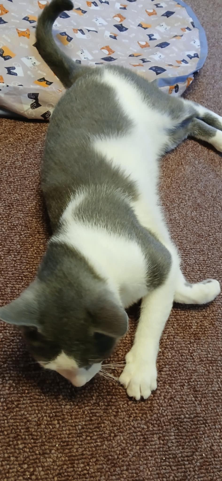 Enlarge Merlin, a ADOPTABLE Domestic Short Hair in Rochester, NY image 2/5