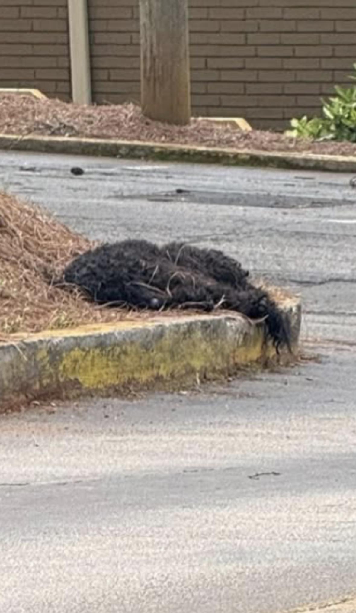 Beauregard, a Adoptable Standard Poodle in Atlanta, GA image 5/6