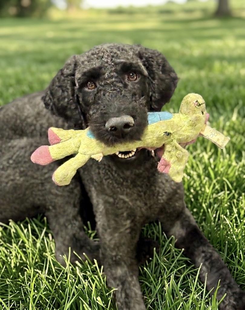 Beauregard, a Adoptable Standard Poodle in Atlanta, GA image 1/6